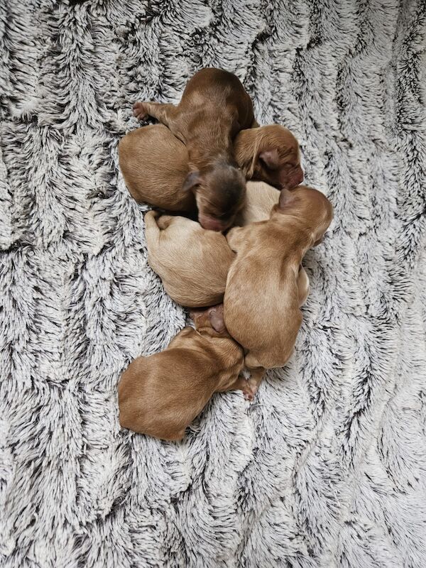 Cockapoo puppies for sale in Staffordshire – a few seconds old - Image 6 of 10