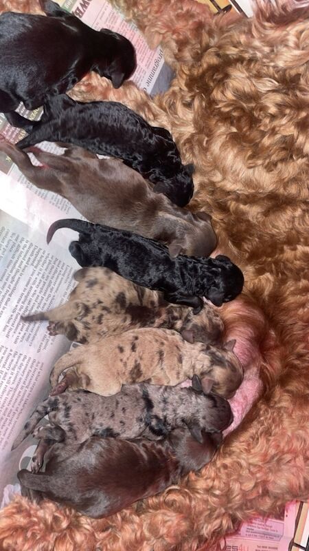 💙🩷 Beautiful Cockapoo's F1B 🩷💙 for sale in Stourport-on-Severn, Worcestershire