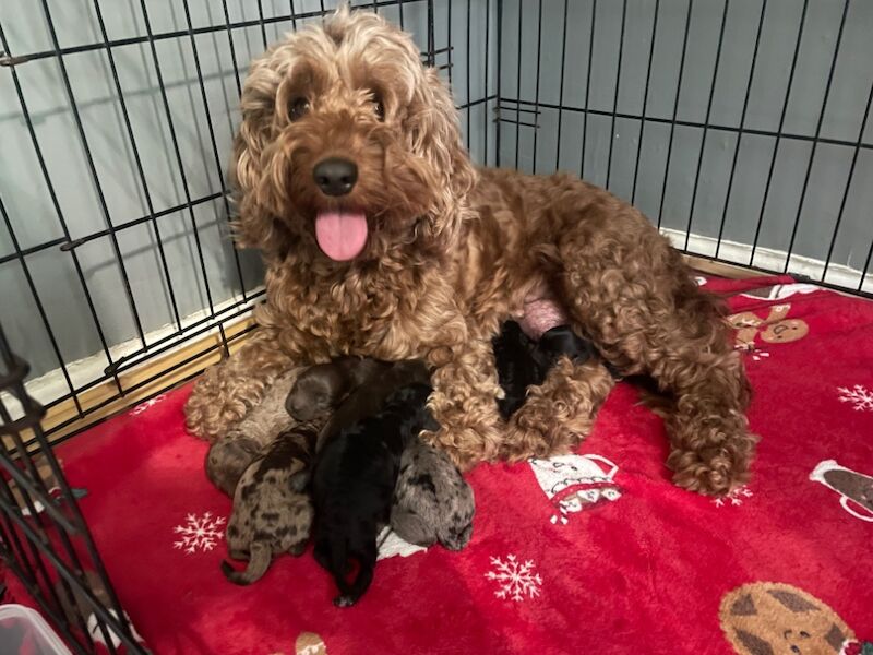 💙🩷 Beautiful Cockapoo's F1B 🩷💙 for sale in Stourport-on-Severn, Worcestershire - Image 2