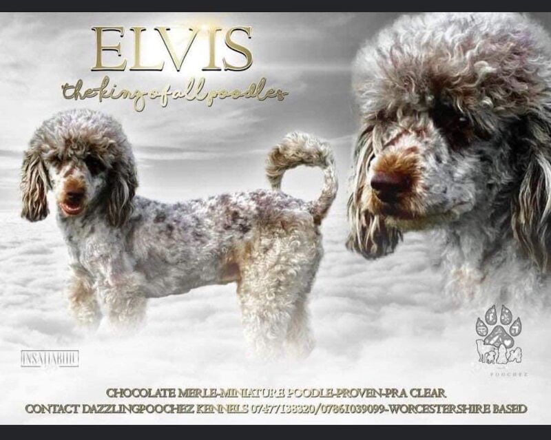 💙🩷 Beautiful Cockapoo's F1B 🩷💙 for sale in Stourport-on-Severn, Worcestershire - Image 3