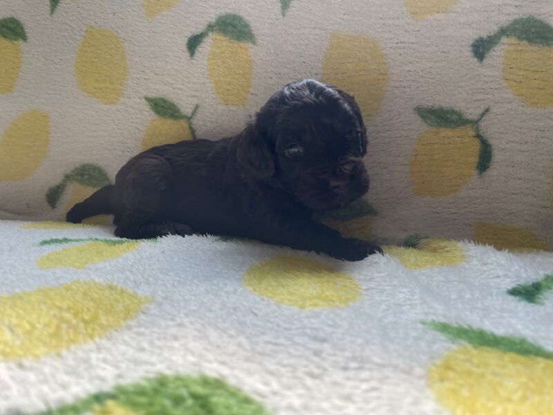 💙🩷 Beautiful Cockapoo's F1B 🩷💙 for sale in Stourport-on-Severn, Worcestershire | Image 3