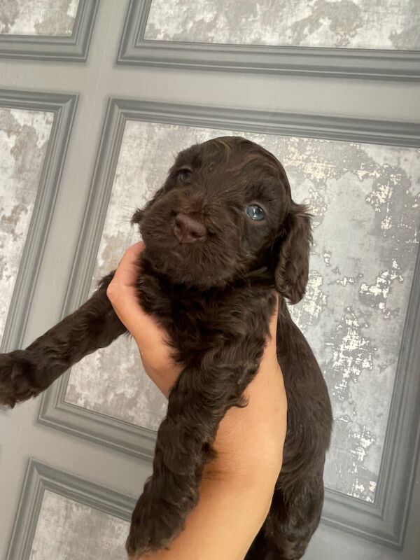 Black Cockapoo puppies for sale in Stourport-on-Severn, Worcestershire – 4 weeks old