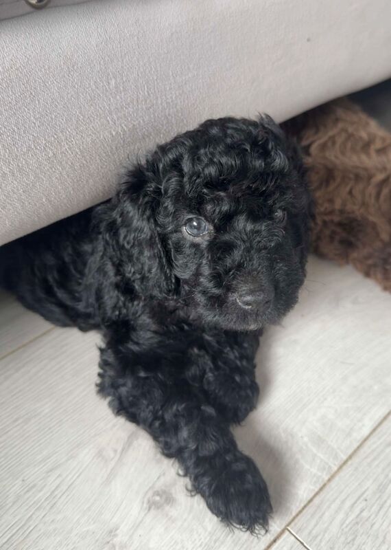 Cockapoo puppies for sale in Stourport-on-Severn, Worcestershire – KC registered, 5 weeks old