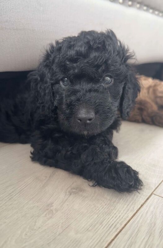 Cockapoo puppies for sale in Stourport-on-Severn, Worcestershire – KC registered, 7 weeks old - Image 2 of 11