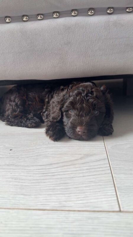 Cockapoo puppies for sale in Stourport-on-Severn, Worcestershire – KC registered, 7 weeks old - Image 3 of 11