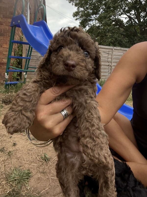 Cockapoo puppies for sale in Stourport-on-Severn, Worcestershire – KC registered, 7 weeks old - Image 4 of 11