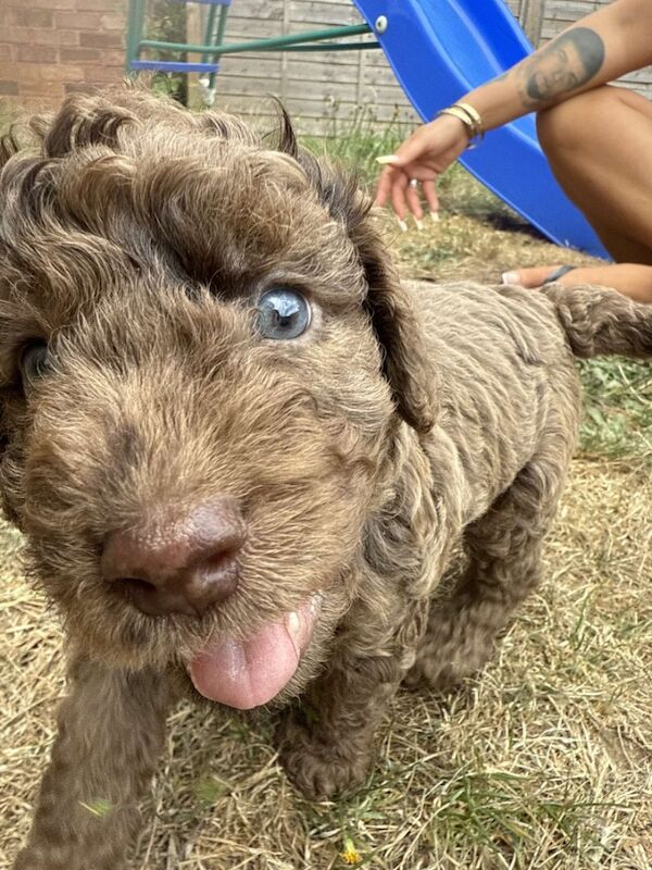 Cockapoo puppies for sale in Stourport-on-Severn, Worcestershire – KC registered, 7 weeks old - Image 5 of 11