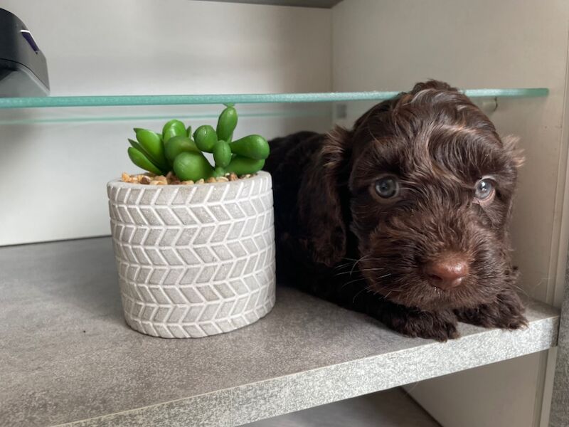 Cockapoo puppies for sale in Stourport-on-Severn, Worcestershire – KC registered, 7 weeks old - Image 8 of 11