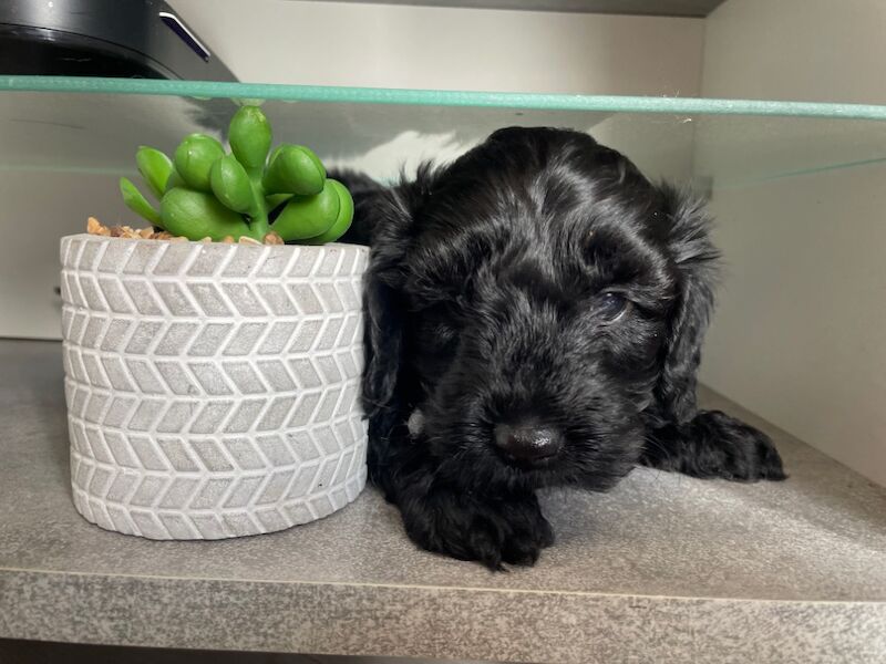 Cockapoo puppies for sale in Stourport-on-Severn, Worcestershire – KC registered, 7 weeks old - Image 9 of 11