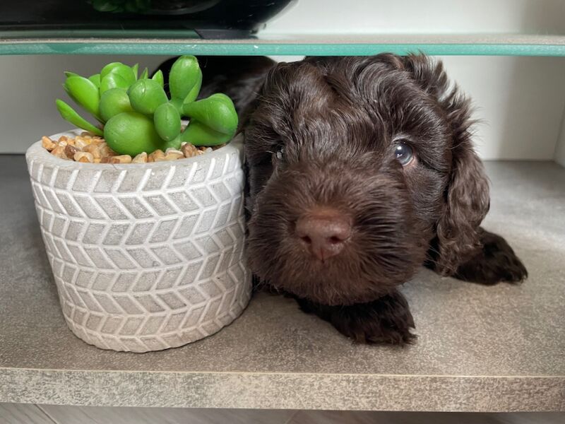 Cockapoo puppies for sale in Stourport-on-Severn, Worcestershire – KC registered, 7 weeks old - Image 10 of 11