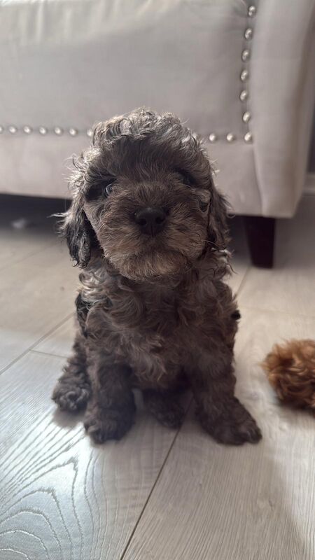 Cockapoo puppies for sale in Stourport-on-Severn, Worcestershire – KC registered, 7 weeks old - Image 11 of 11