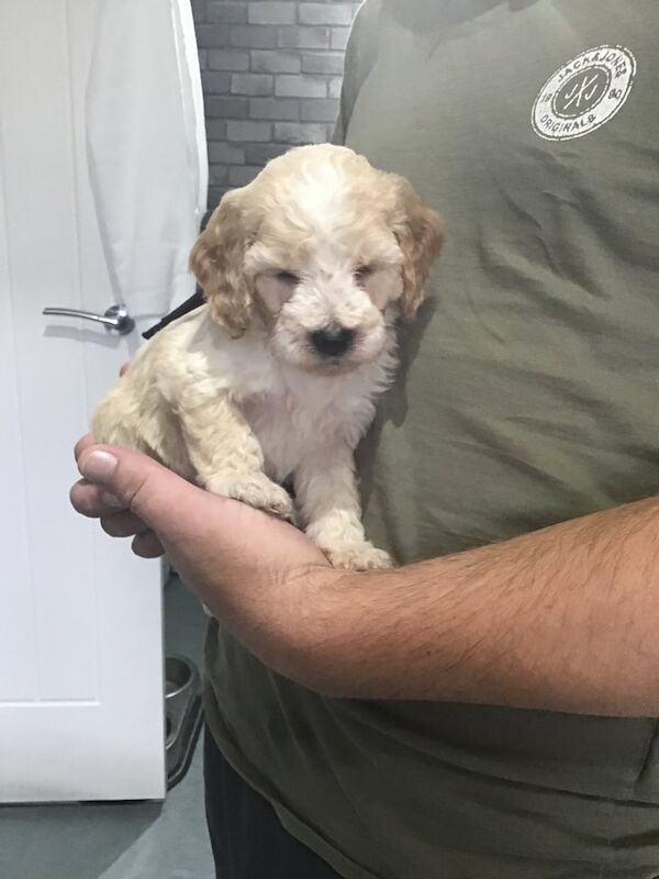 Cockapoo puppies for sale in Somercotes, Derbyshire – 4 weeks old