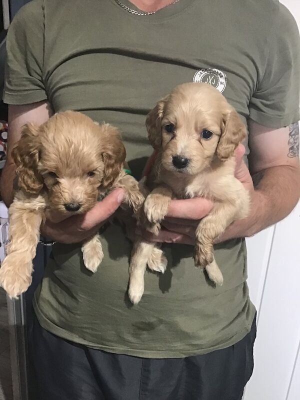 Cockapoo puppies for sale in Somercotes, Derbyshire – 4 weeks old - Image 2 of 3