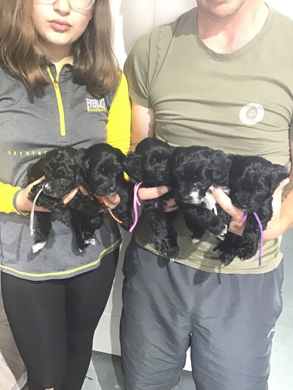 Cockapoo puppies for sale in Somercotes, Derbyshire – 4 weeks old - Image 3 of 3