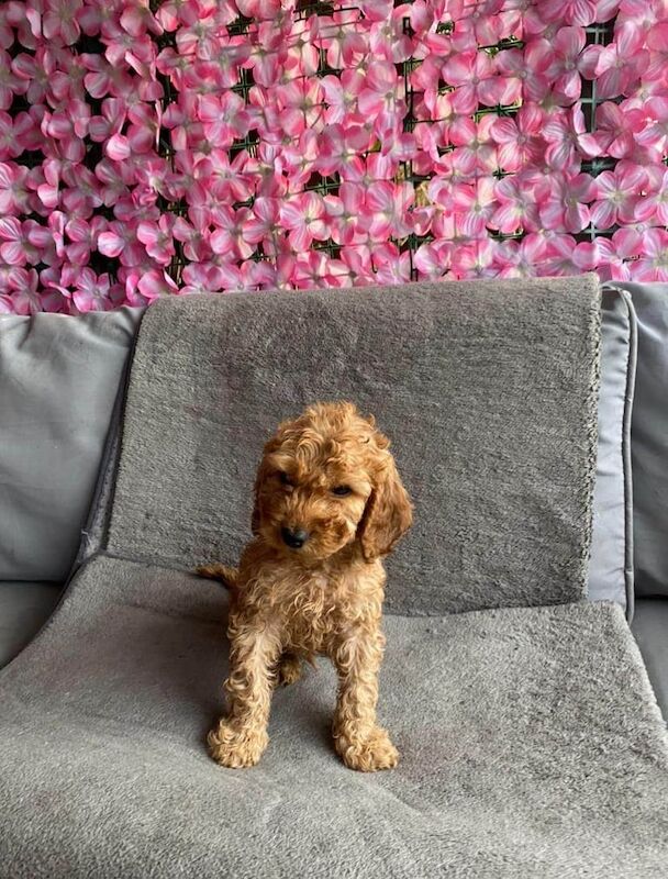 Cockapoo puppies for sale in Wrexham / Wrecsam, Clwyd – 8 weeks old