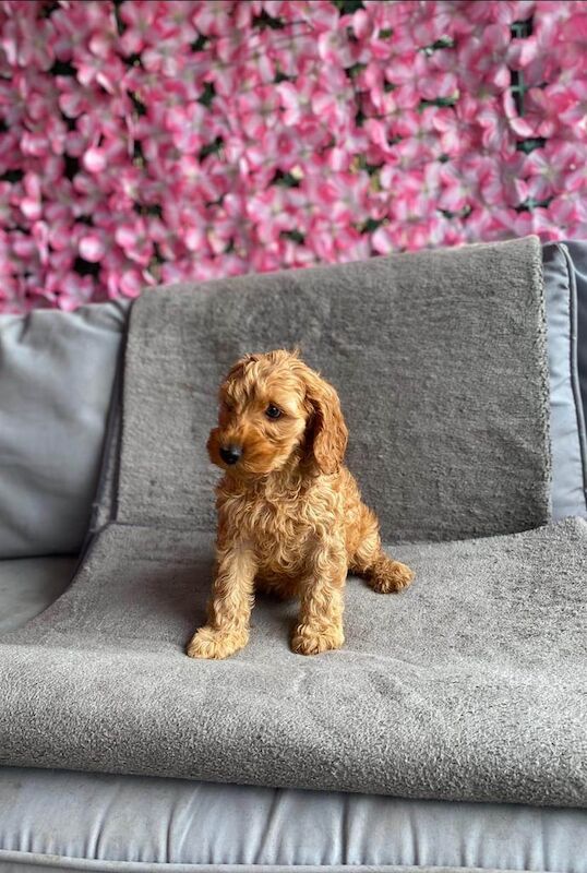 Cockapoo puppies for sale in Wrexham / Wrecsam, Clwyd – 8 weeks old - Image 2 of 3