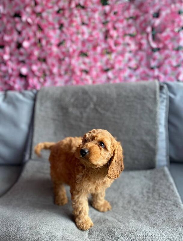 Cockapoo puppies for sale in Wrexham / Wrecsam, Clwyd – 8 weeks old - Image 3 of 3