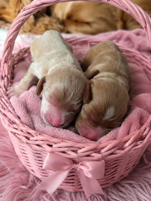 Beautiful Cocker Spaniel x Cavapoo Puppies – 2 Girls!