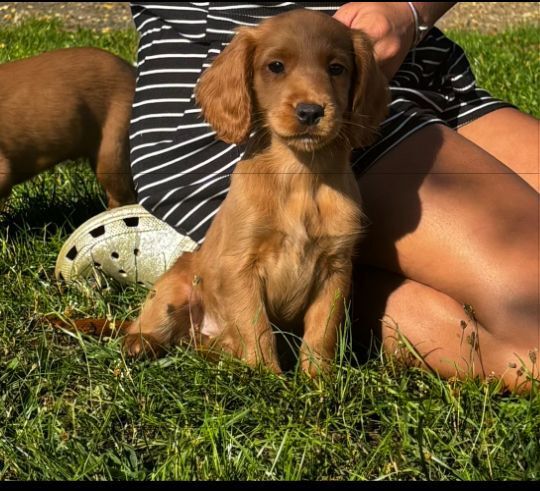 Cockapoo puppies for sale in Chelmsford, Essex – 8 weeks old