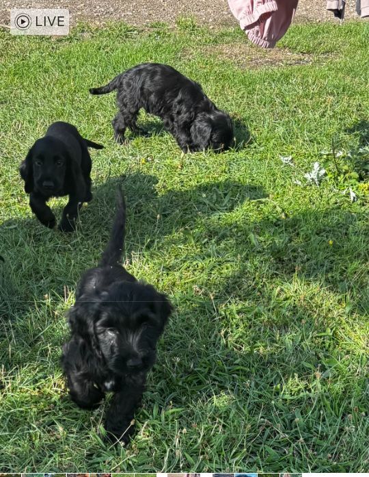 Cockapoo puppies for sale in Chelmsford, Essex – 8 weeks old - Image 2 of 3