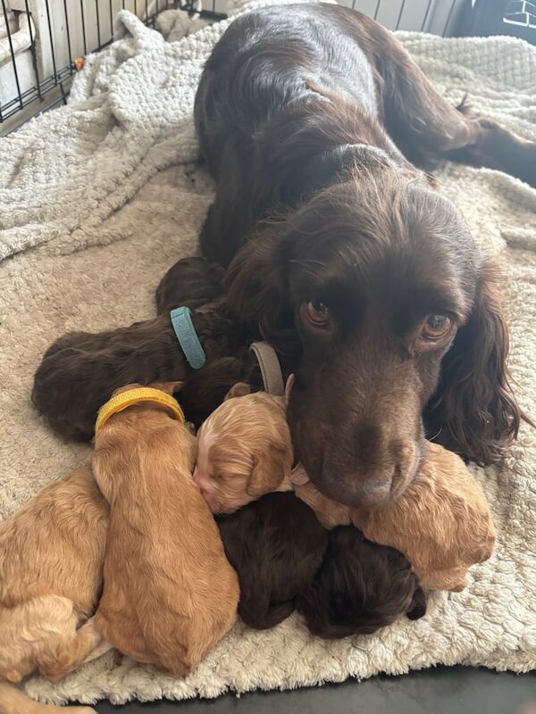 Beautiful cockerpoo babies for sale in Huthwaite, Nottinghamshire