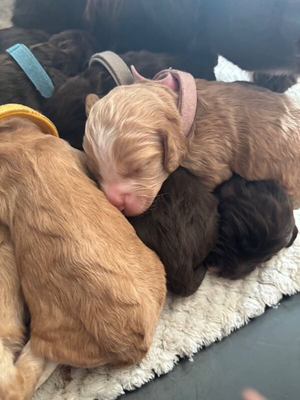 Cockapoo puppies for sale in Huthwaite, Nottinghamshire – KC registered, 8 months old - Image 2 of 3