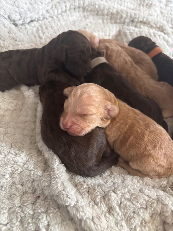 Cockapoo puppies for sale in Huthwaite, Nottinghamshire – KC registered, 8 months old - Image 3 of 3