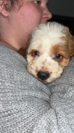 Cockapoo puppies for sale in Barnsley, South Yorkshire – 1 year old - Image 3 of 5