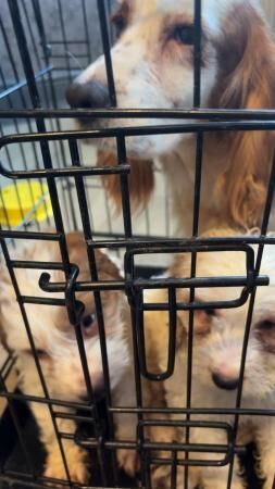 Beautiful cockerpoo boy puppy for sale in Barnsley, South Yorkshire - Image 5