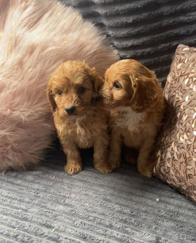 Cockapoo puppies for sale in Castleford, West Yorkshire – 11 months old - Image 1 of 3