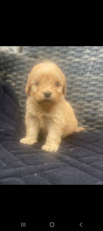 Cockapoo puppies for sale in Grays, Essex – 9 weeks old
