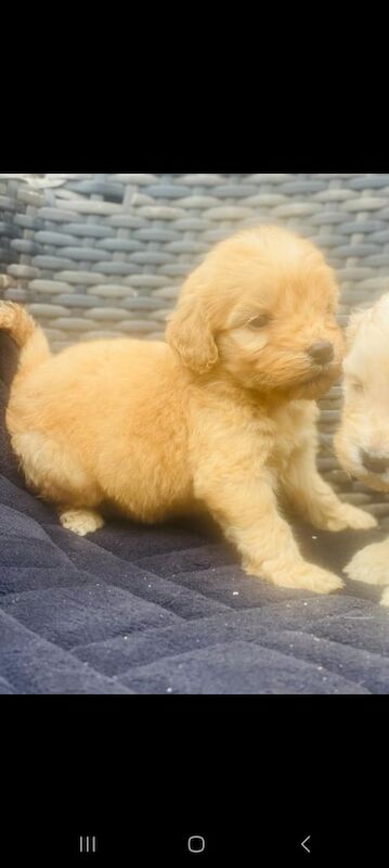 Cockapoo puppies for sale in Grays, Essex – 9 weeks old - Image 2 of 3