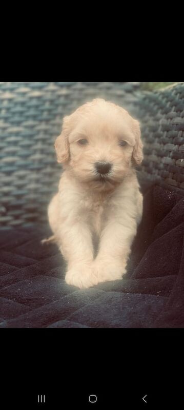 Cockapoo puppies for sale in Grays, Essex – 9 weeks old - Image 3 of 3