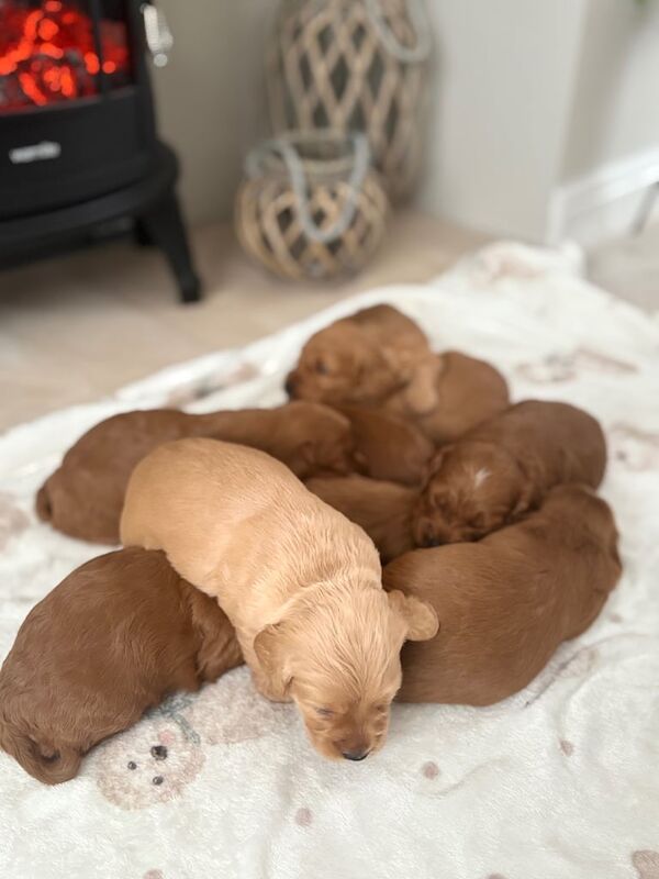 Cockapoo puppies for sale in Old Cwmbran, Gwent – 3 weeks old