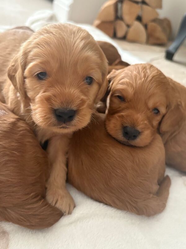 Cockapoo puppies for sale in Old Cwmbran, Gwent – 3 weeks old - Image 3 of 3