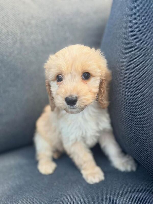 Beautiful cockerpoo puppies