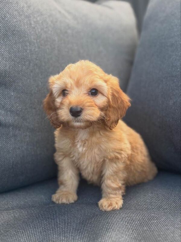 Beautiful cockerpoo puppies - Image 2 of 6