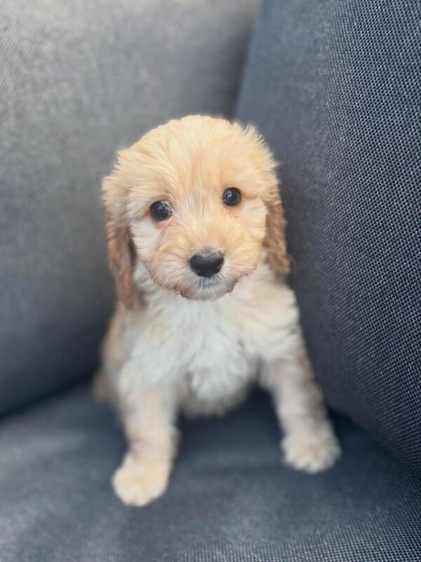 Beautiful cockerpoo puppies - Image 3 of 6