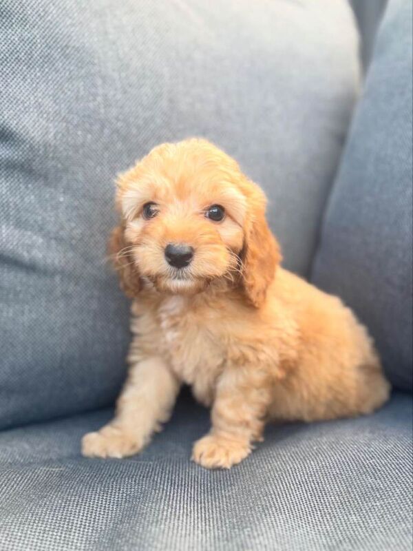 Beautiful cockerpoo puppies - Image 4 of 6