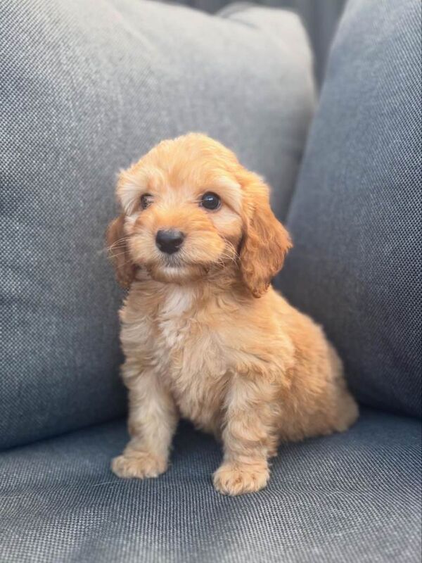 Beautiful cockerpoo puppies - Image 5 of 6