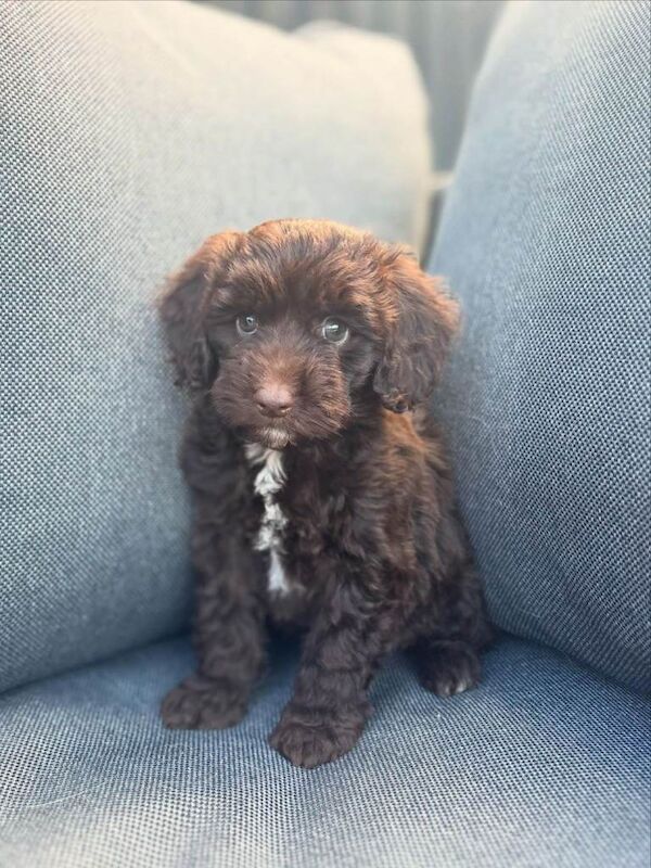 Beautiful cockerpoo puppies - Image 6 of 6