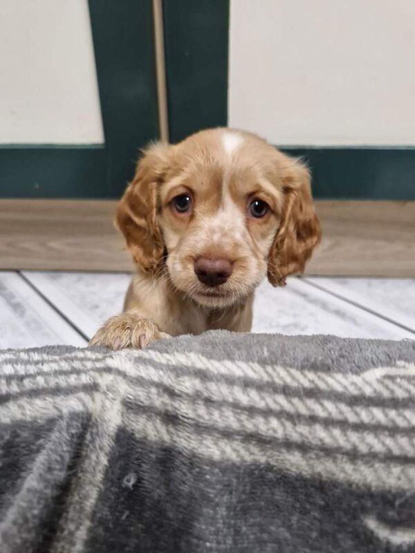 Cockapoo puppies for sale in Mansfield Woodhouse, Nottinghamshire – 7 weeks old