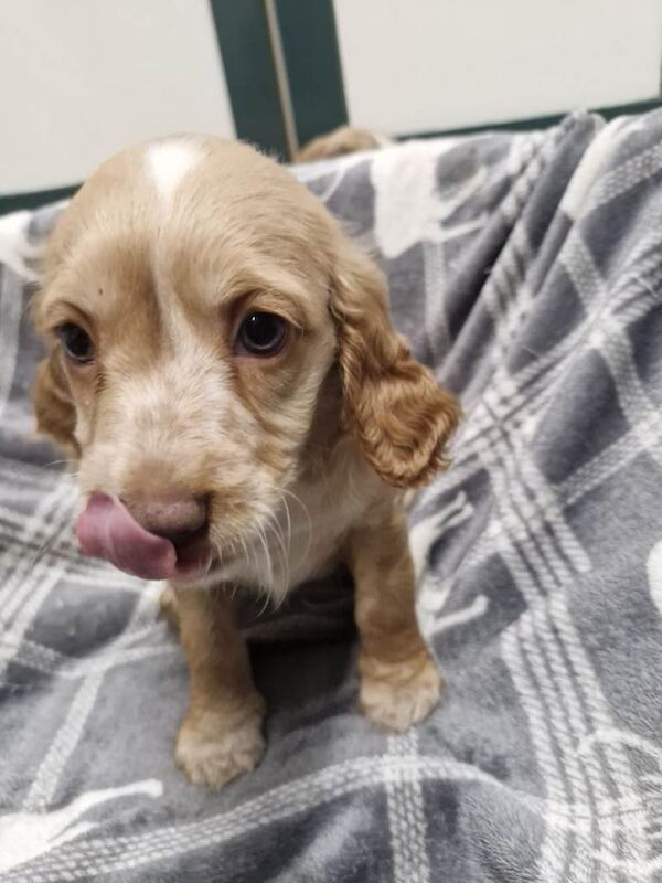 Cockapoo puppies for sale in Mansfield Woodhouse, Nottinghamshire – 9 weeks old - Image 2 of 4