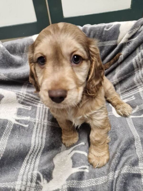 Cockapoo puppies for sale in Mansfield Woodhouse, Nottinghamshire – 9 weeks old - Image 4 of 4