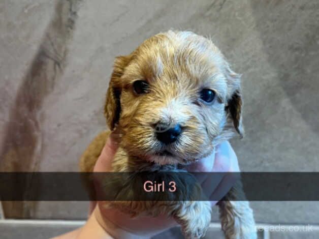 Cockapoo puppies for sale in Darlington, Durham – 1 year old - Image 3 of 5