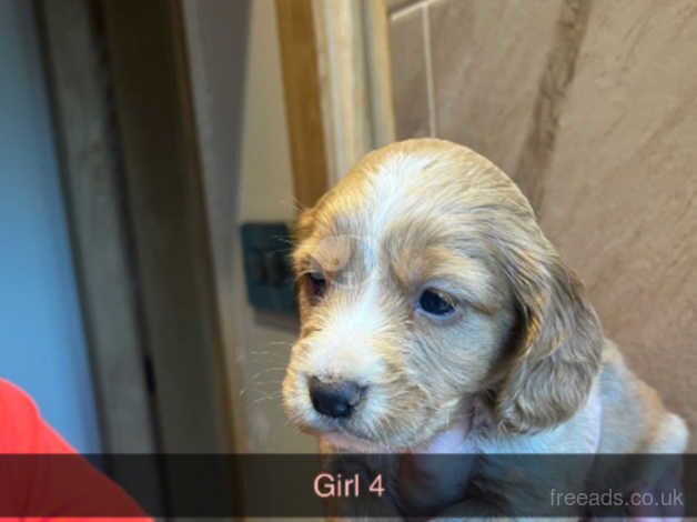 Cockapoo puppies for sale in Darlington, Durham – 1 year old - Image 4 of 5