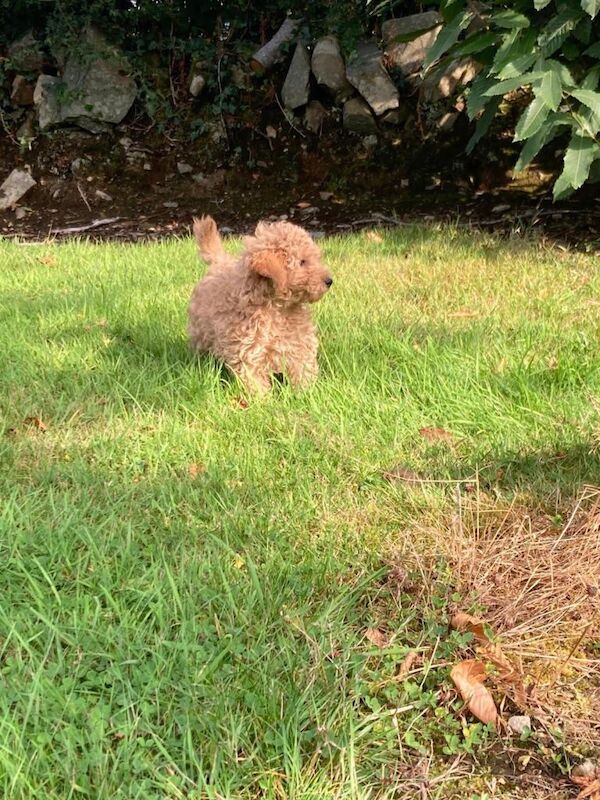 Beautiful Cockpoo puppies