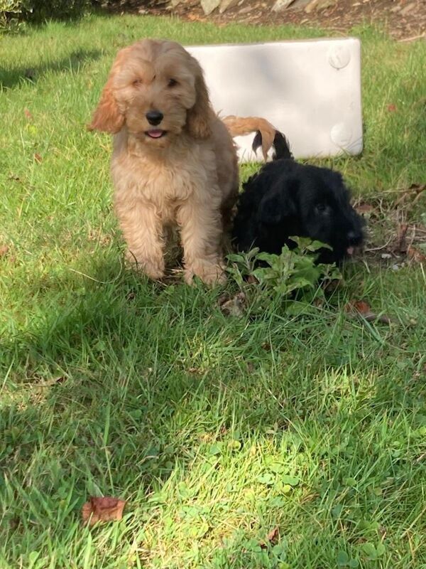 Beautiful Cockpoo puppies - Image 2 of 4