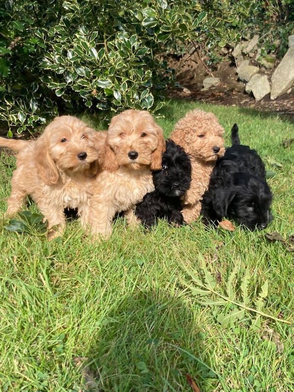 Beautiful Cockpoo puppies - Image 3 of 4