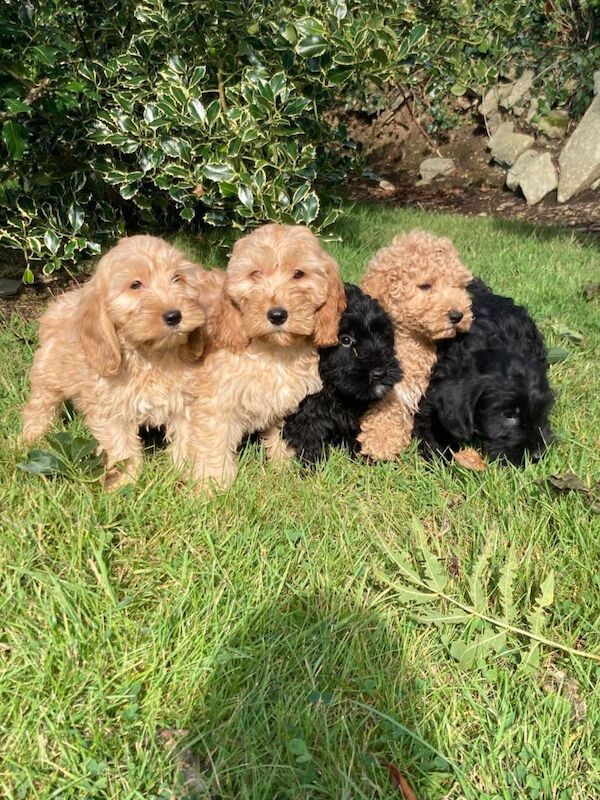 Beautiful Cockpoo puppies - Image 4 of 4
